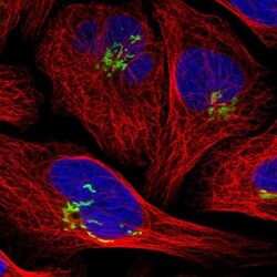 SLC38A10 Antibody, Novus Biologicals:Antibodies:Primary Antibodies